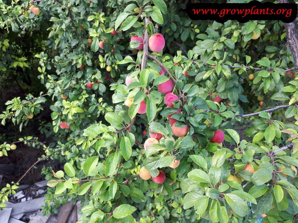 Plum tree red fruits