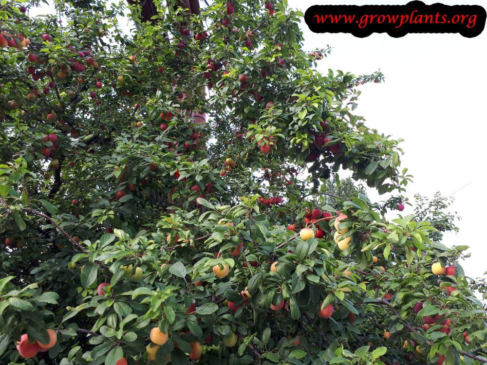 Growing Plum tree red fruits
