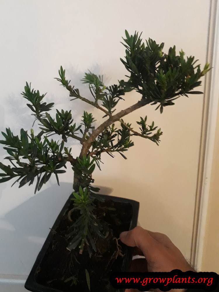 Podocarpus bonsai tree