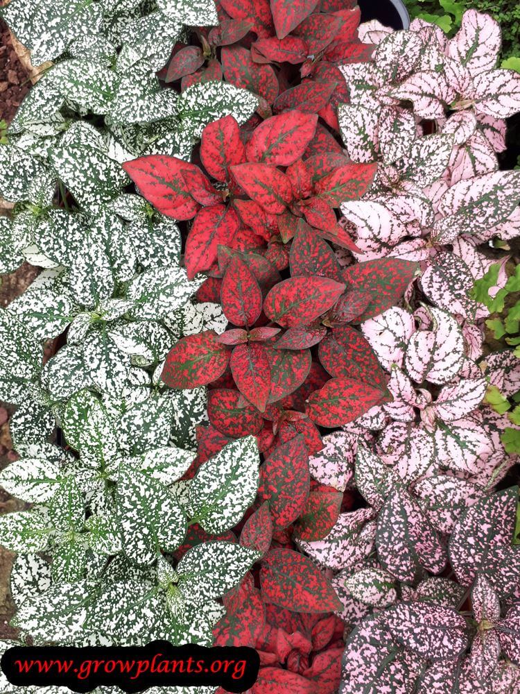 Polka dot plant leaves colored