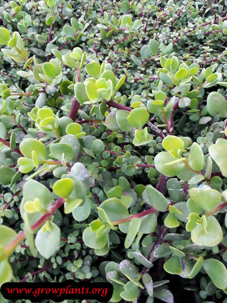 Growing Portulacaria afra plant