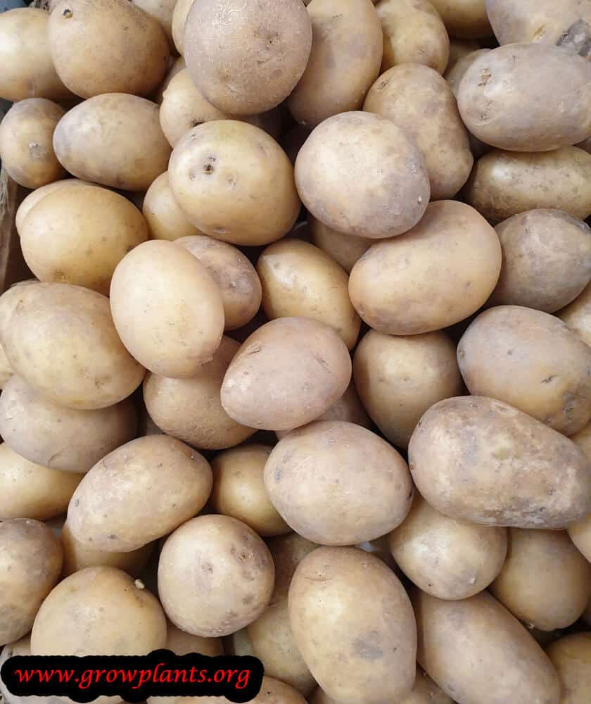 Potato grow and care