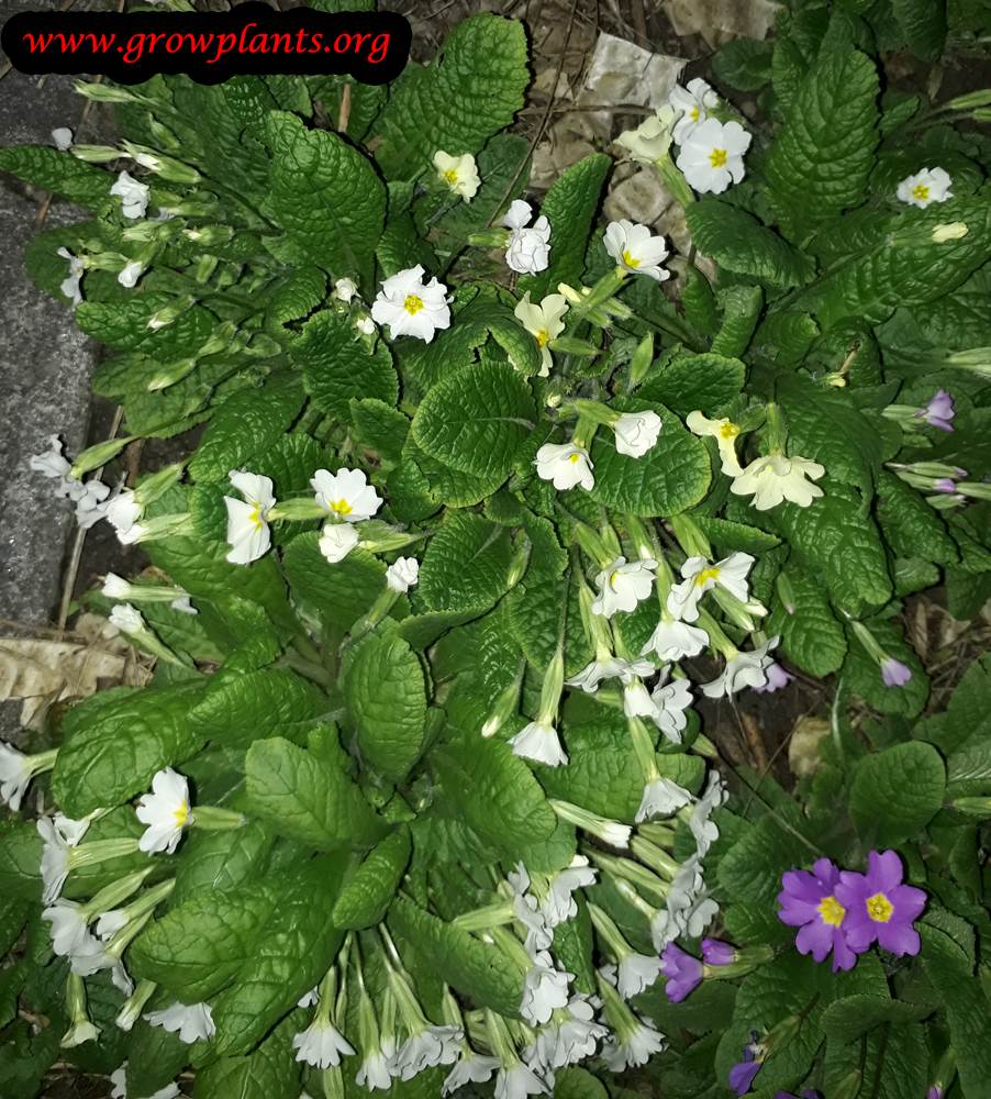 Primrose white flowers