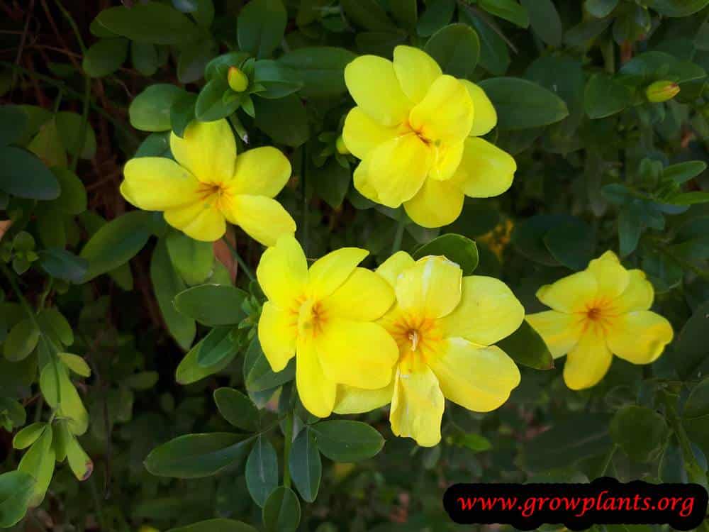 Primrose Jasmine flowers