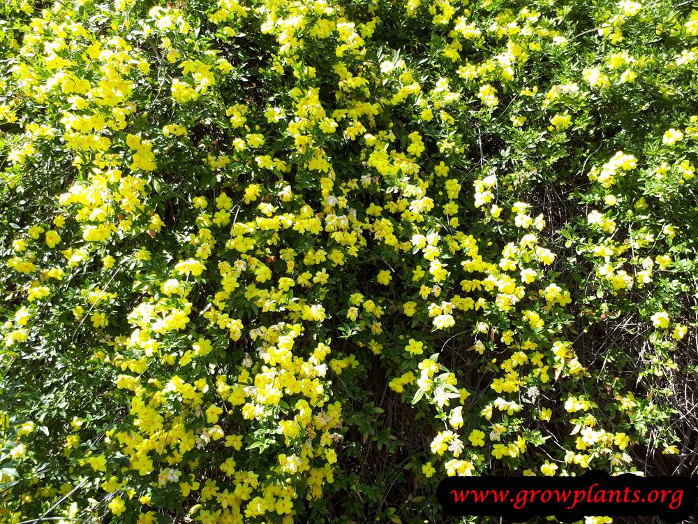 Primrose Jasmine hedge plant