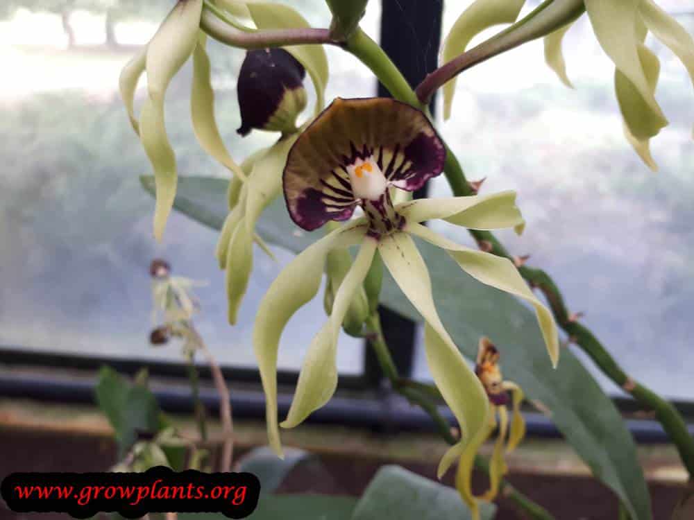 Prosthechea cochleata orchid