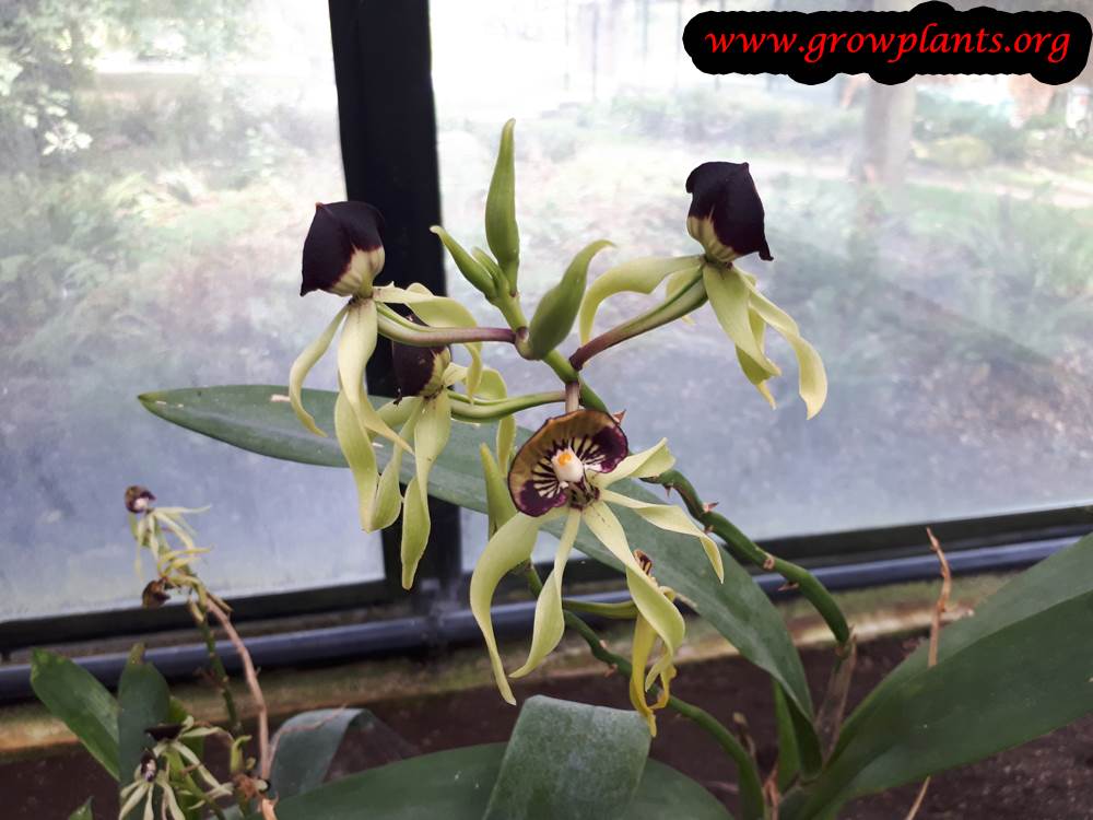 Prosthechea cochleata flower
