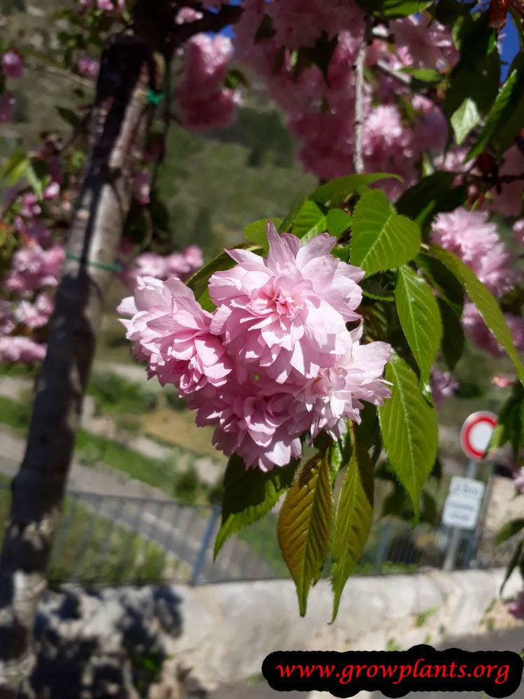 Prunus serrulata Kanzan bloom