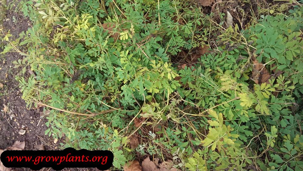 Pseudofumaria alba plant care