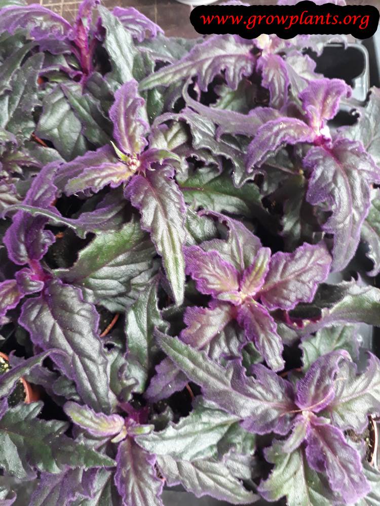 Purple passion plant care
