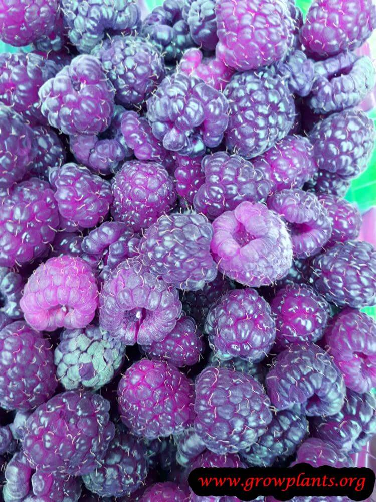 Purple raspberry