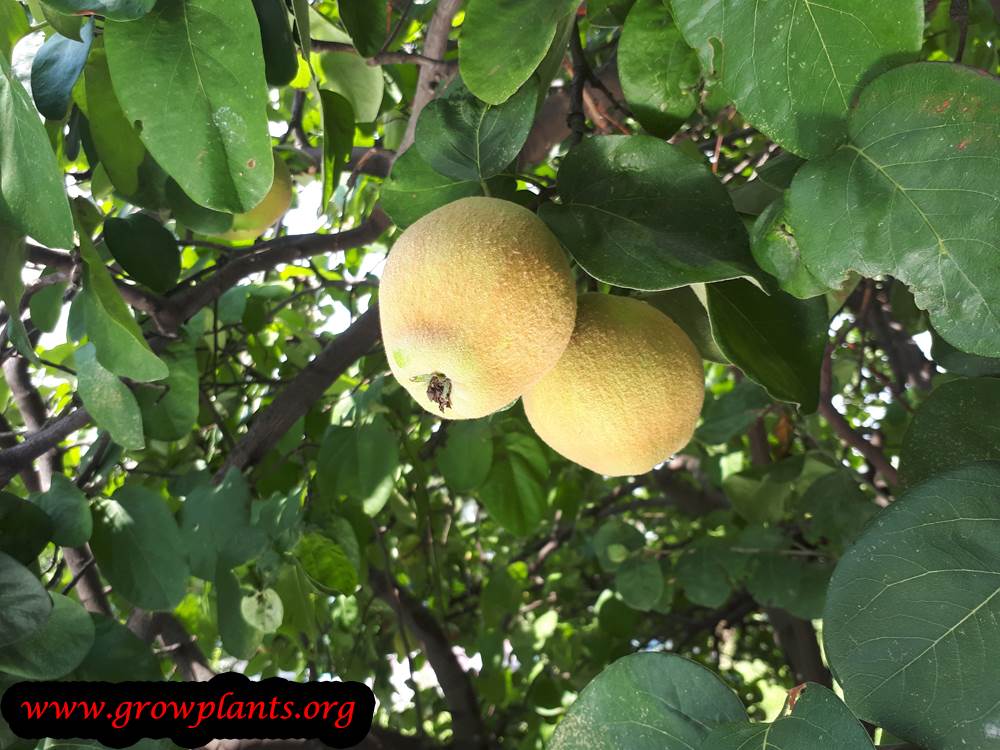 Quince tree fruits