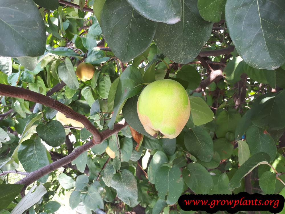 Quince tree harvesting