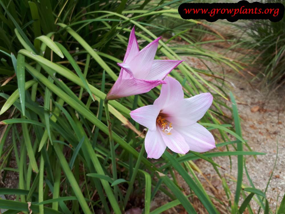 Rain lily plant pink flowers
