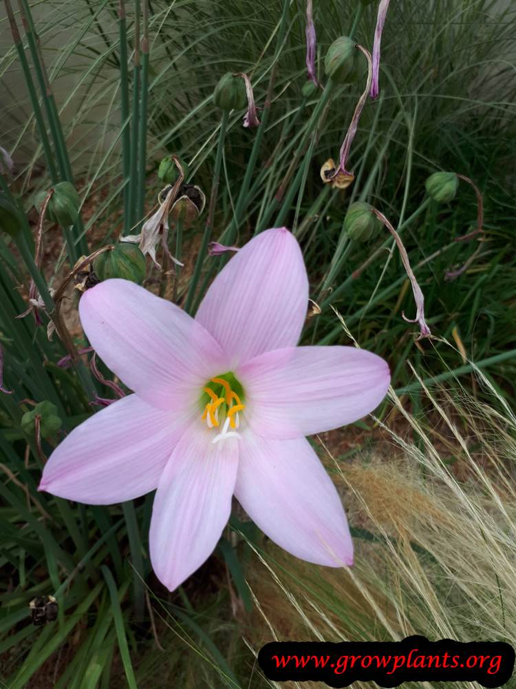 Pink Rain lily flower