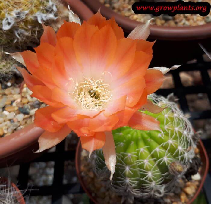Rebutia cactus flower