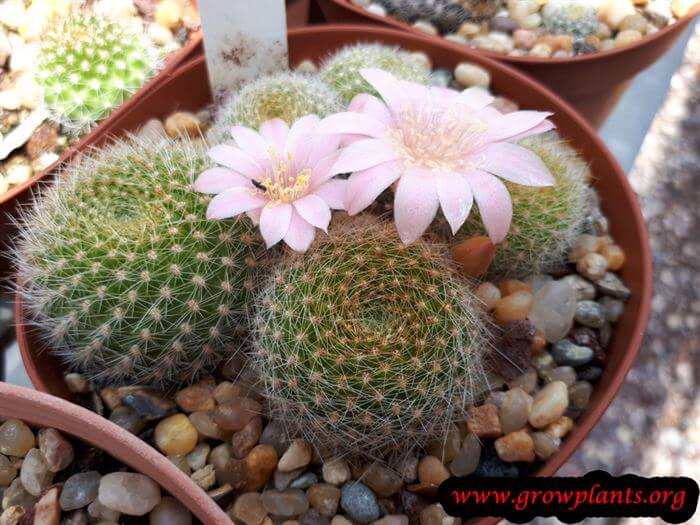 Rebutia fiebrigii cactus flower