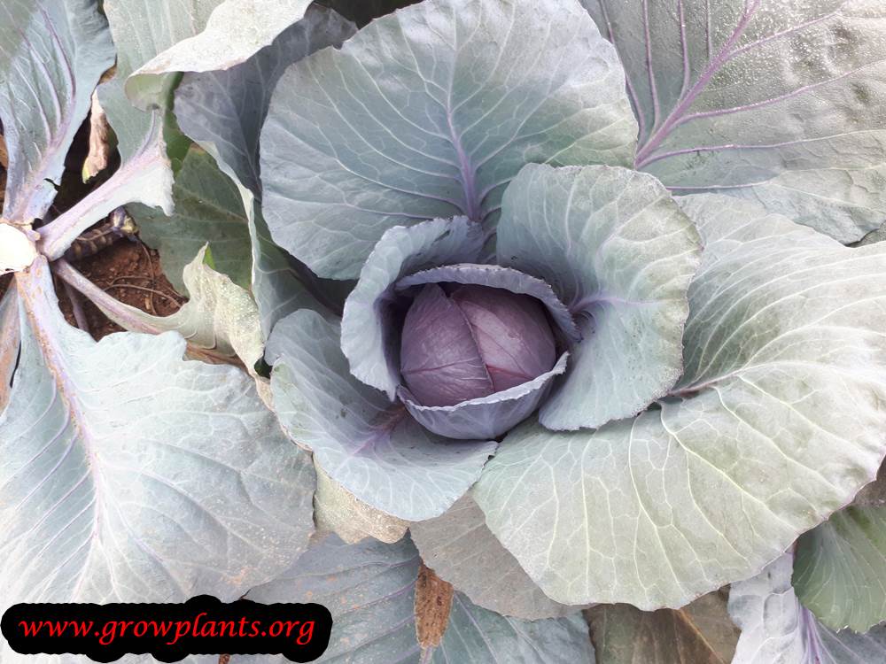 Red cabbage plant grow and care