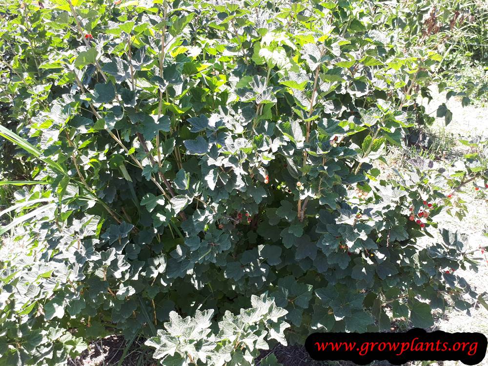 Red currant plant care