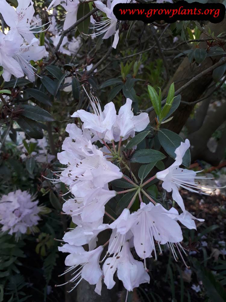 Rhododendron dichroanthum