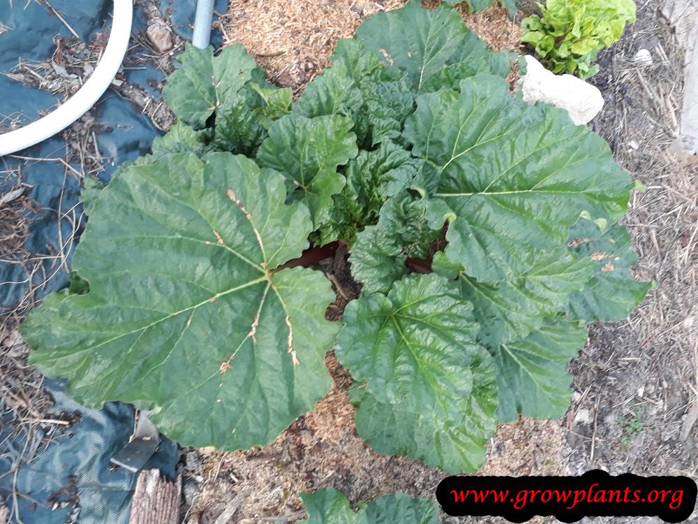 Rhubarb plant care and grow