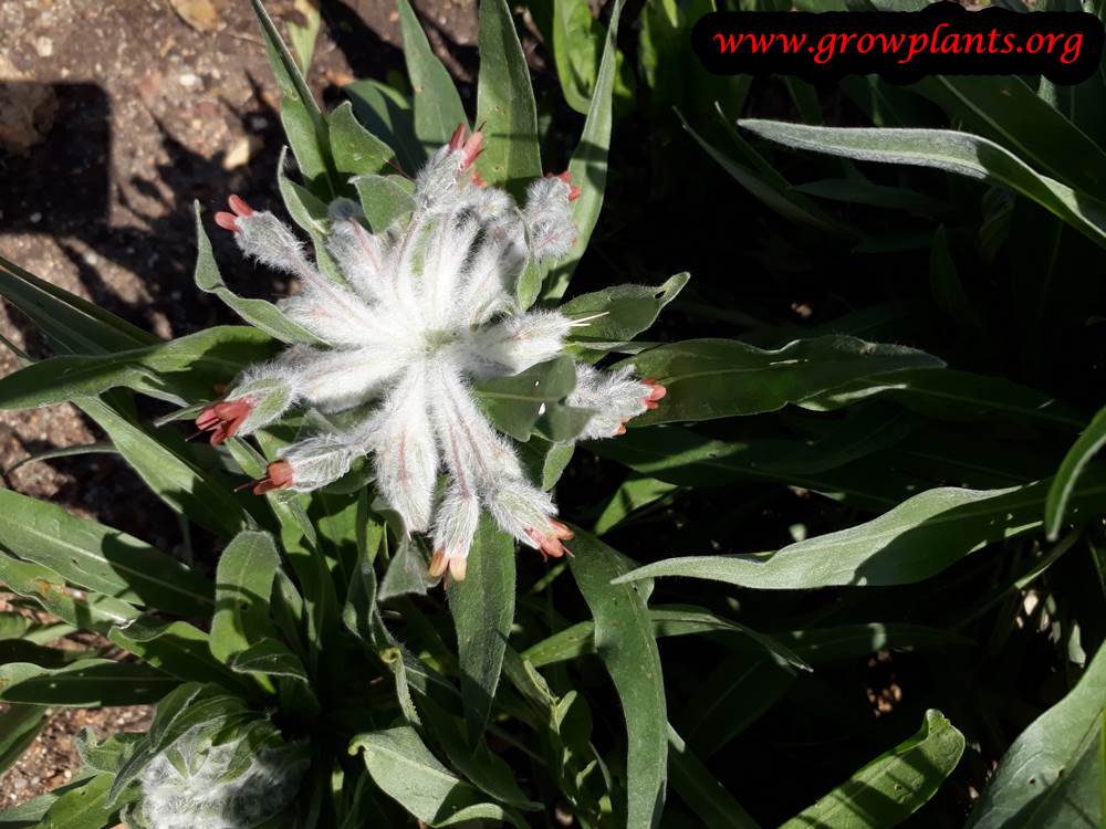 Rindera umbellata flower