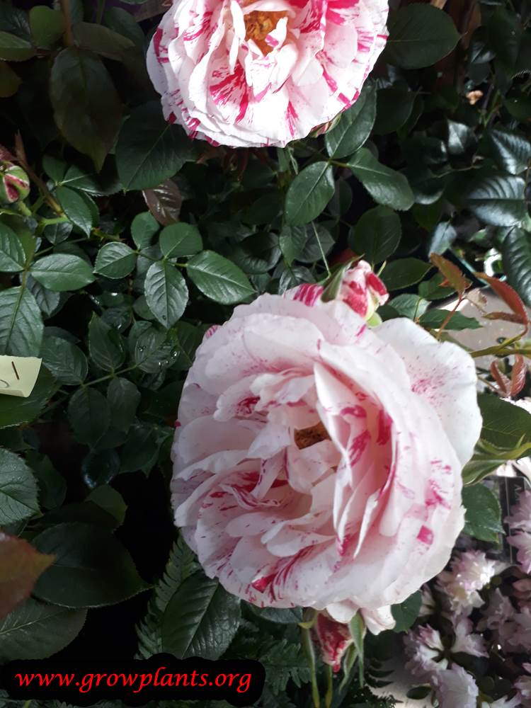 Rosa gallica flowers
