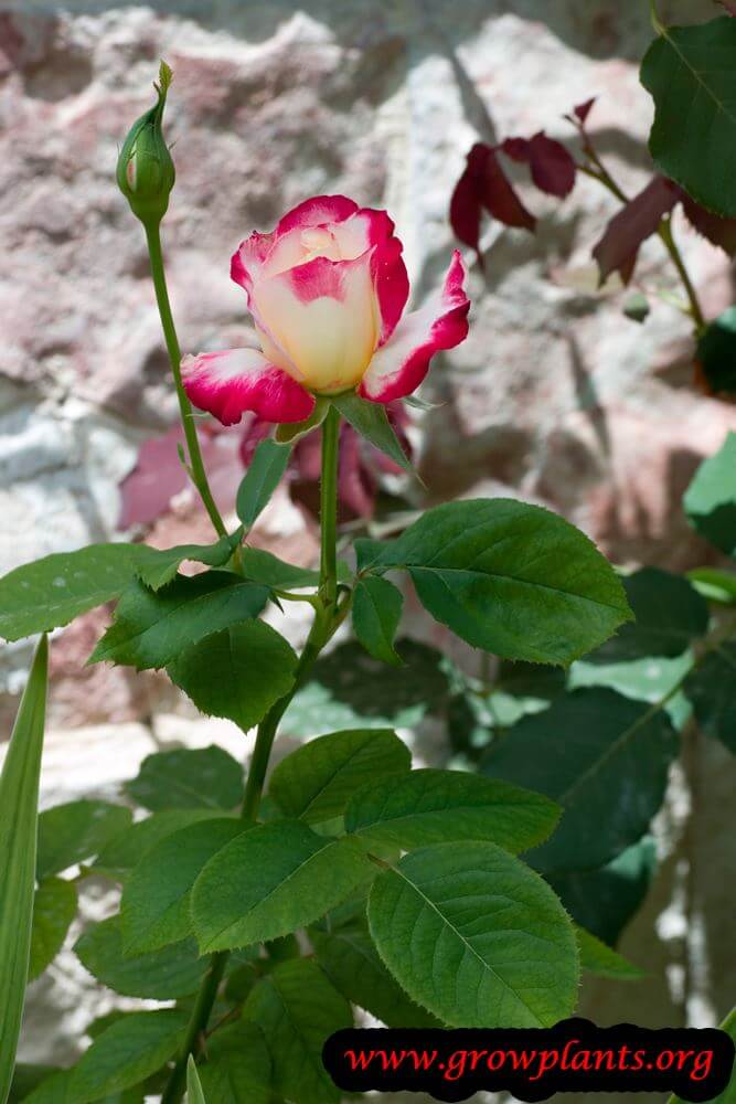 Rose double delight plant