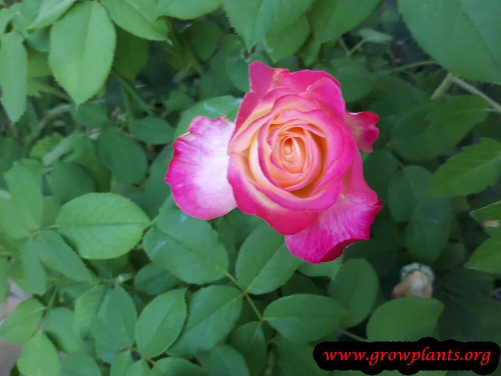 Growing Rose double delight plant