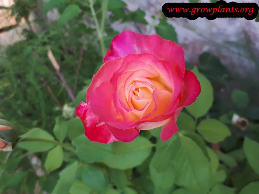 Rose double delight flowering season
