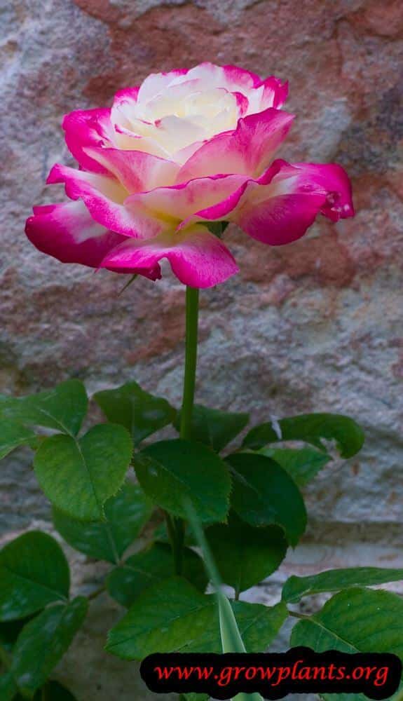 Rose double delight bloom season