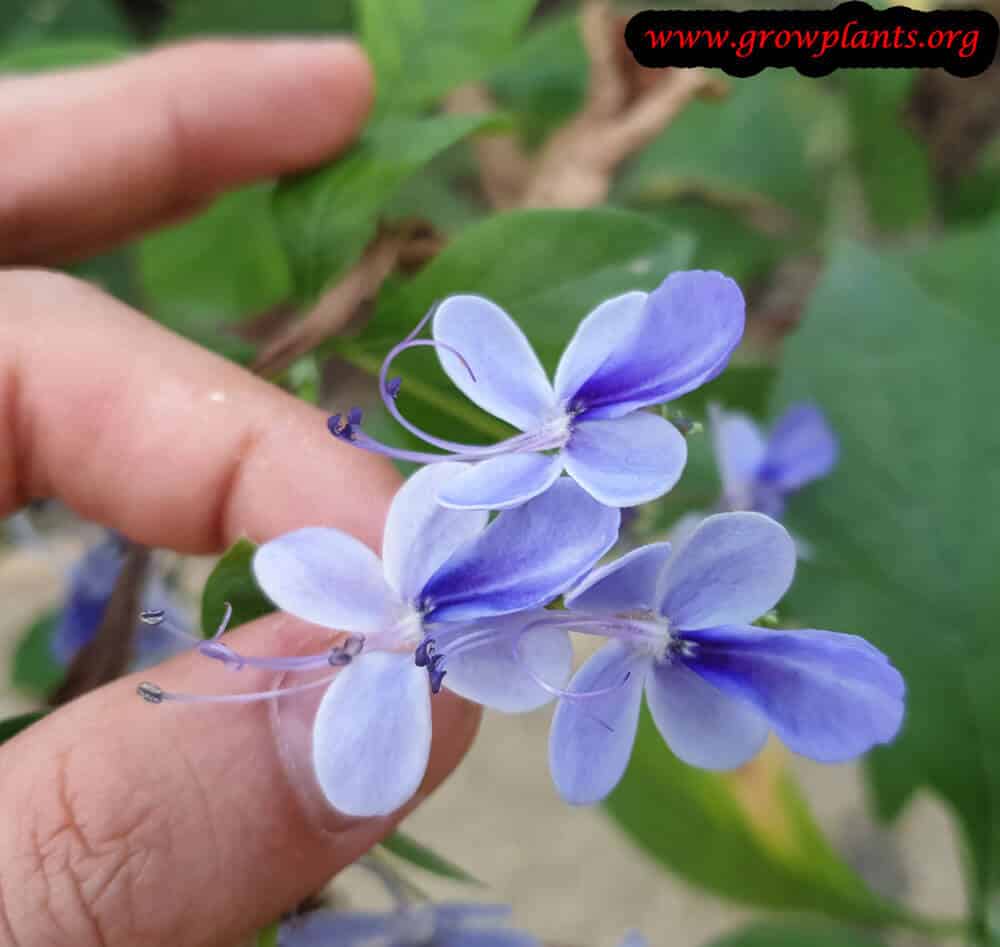 Rotheca myricoides flower