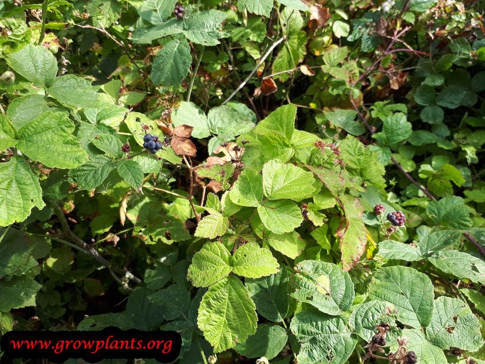 Rubus caesius plant