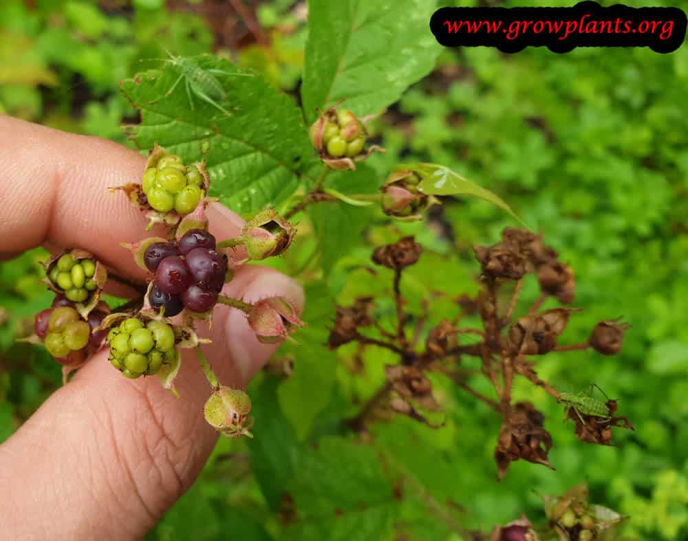 Rubus caesius harvesting season