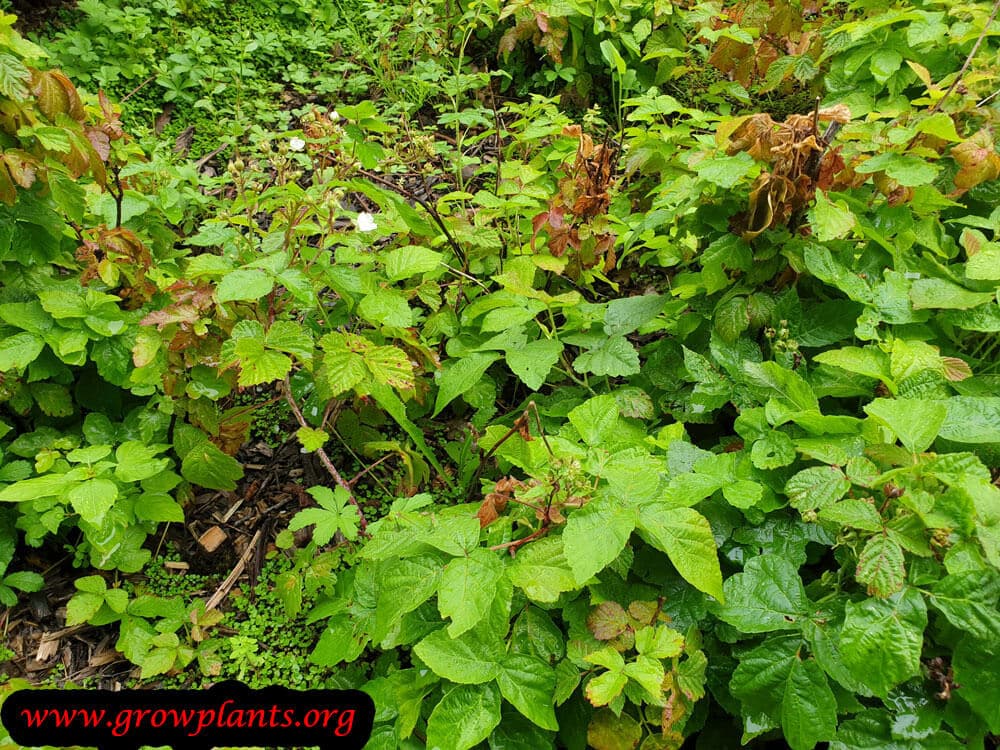 Rubus caesius plant care