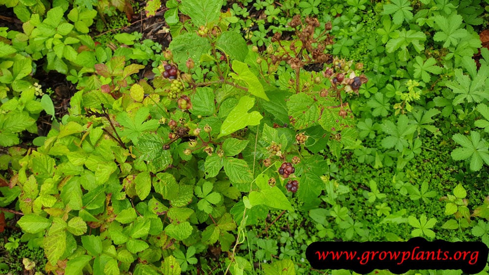 Rubus caesius plant growing