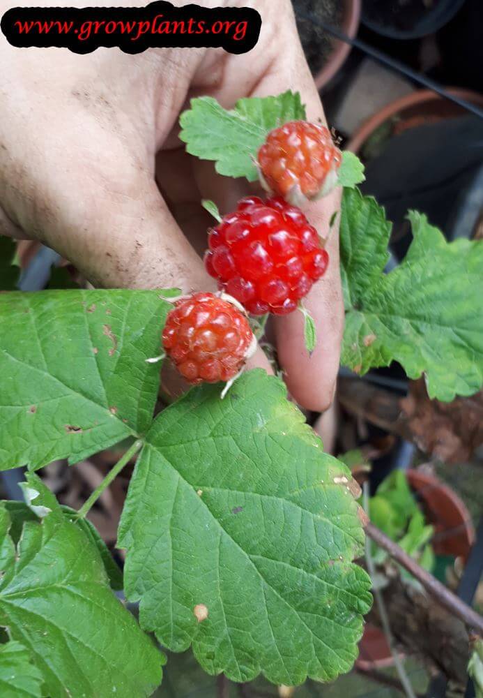 Rubus parvifolius grow and care
