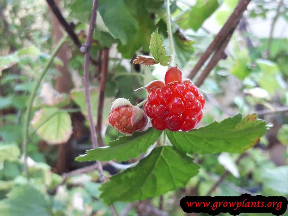 Rubus parvifolius plant care