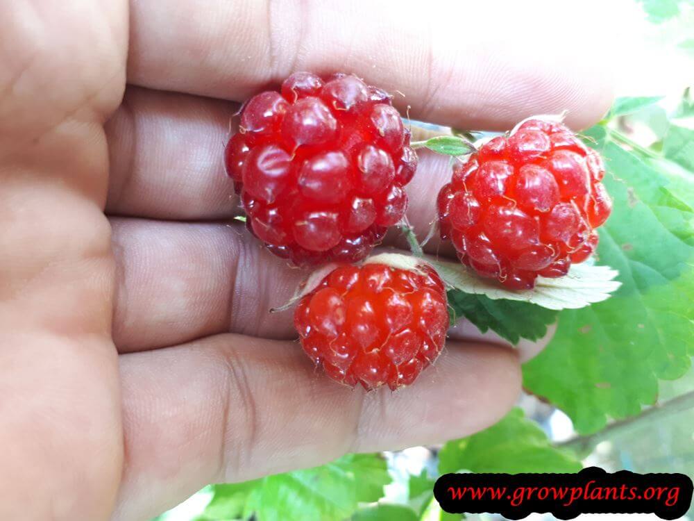 Rubus parvifolius harvesting