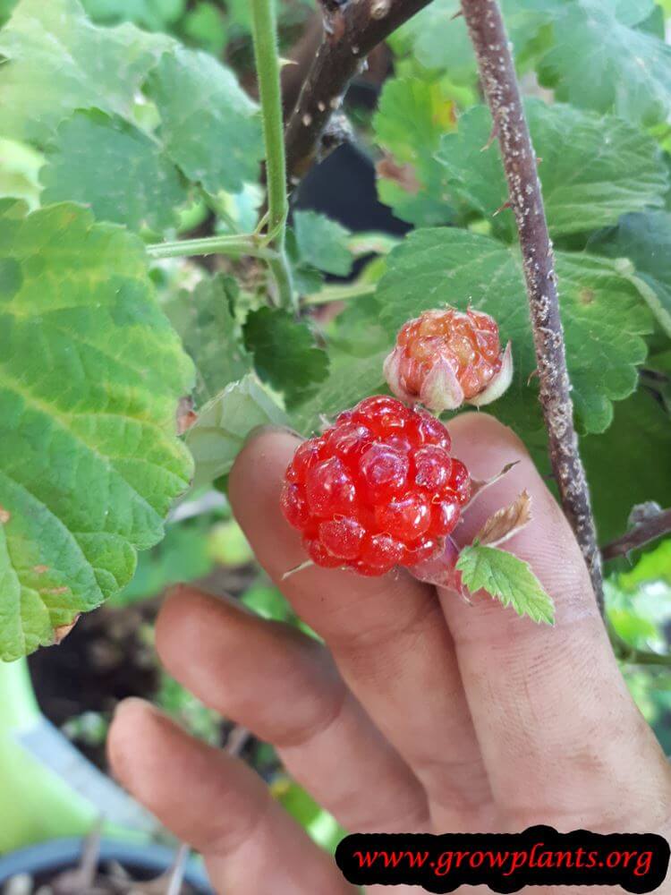 Rubus parvifolius harvest season