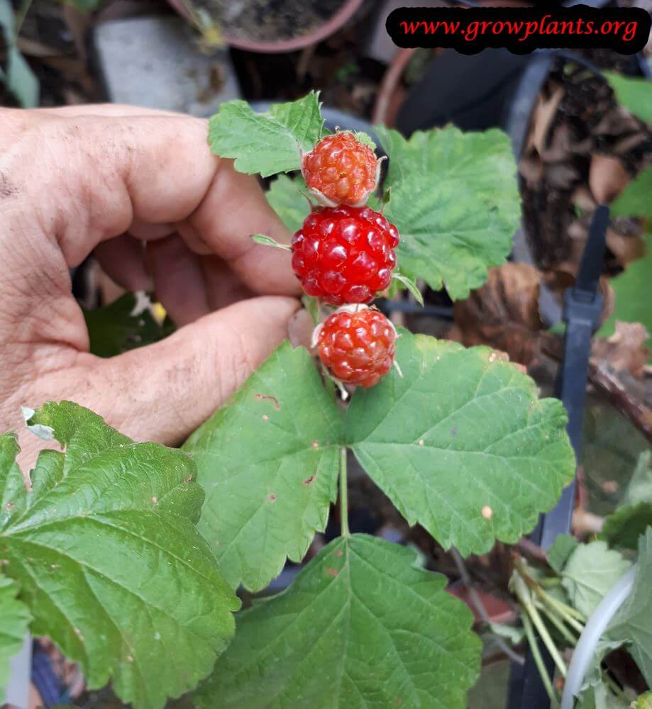 Rubus parvifolius harvest fruits