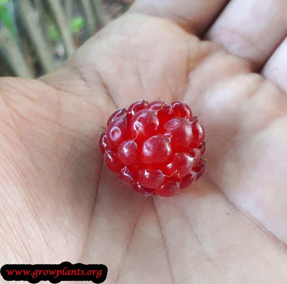 Rubus parvifolius harvest