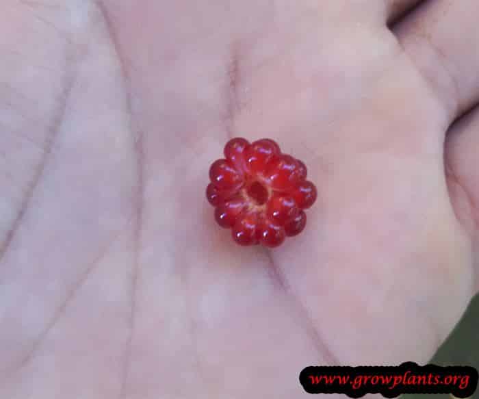 Rubus phoenicolasius Harvesting fruits