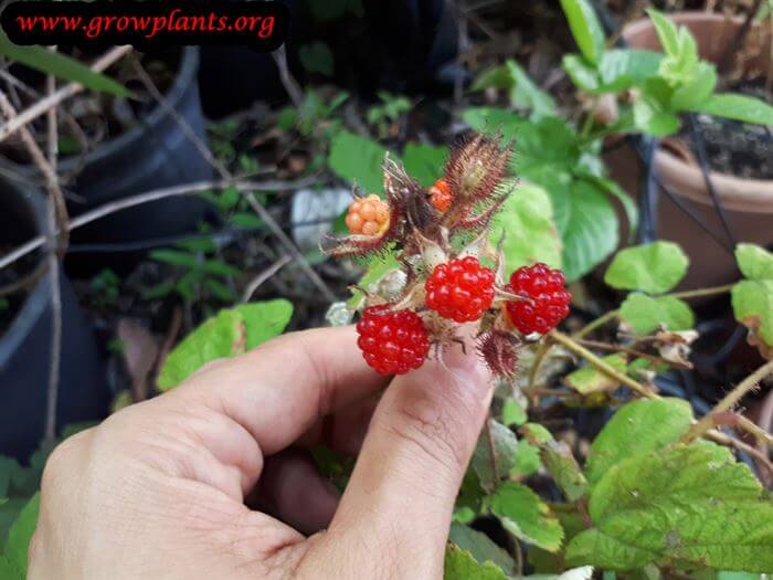 Rubus phoenicolasius fruits season