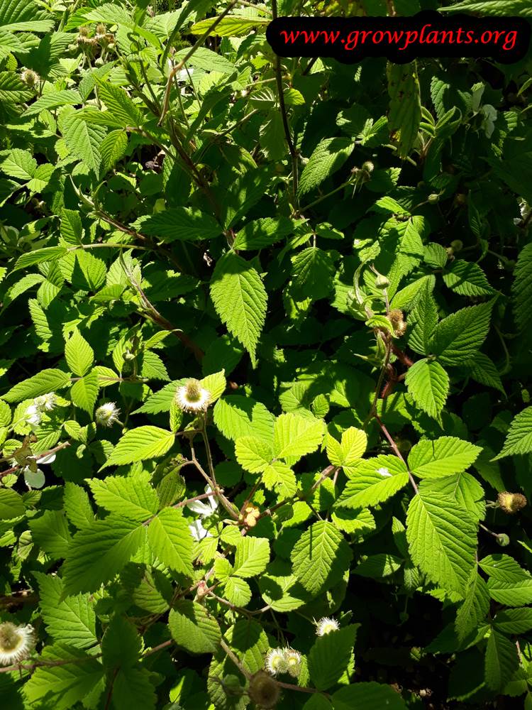 Rubus phoenicolasius plant care