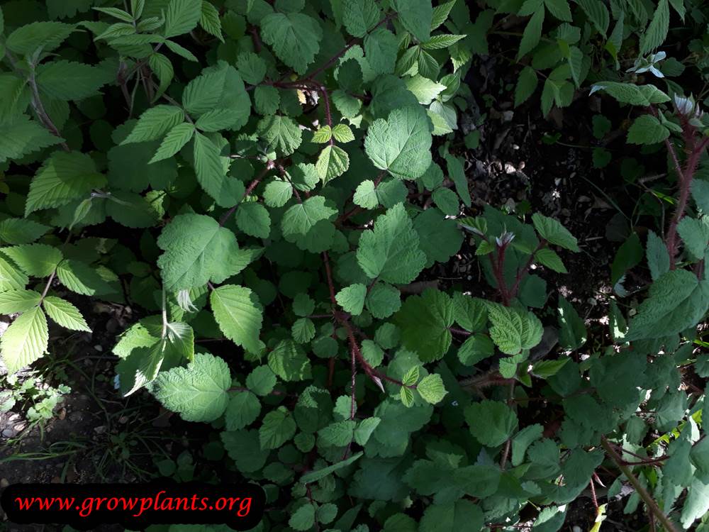 Growing Rubus phoenicolasius
