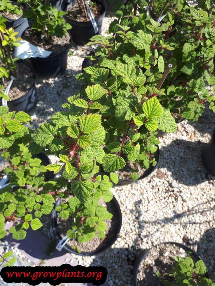 Growing Rubus phoenicolasius plant