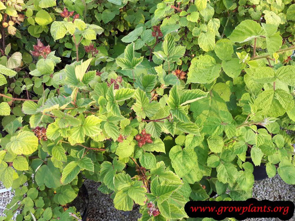 Rubus phoenicolasius grow and care