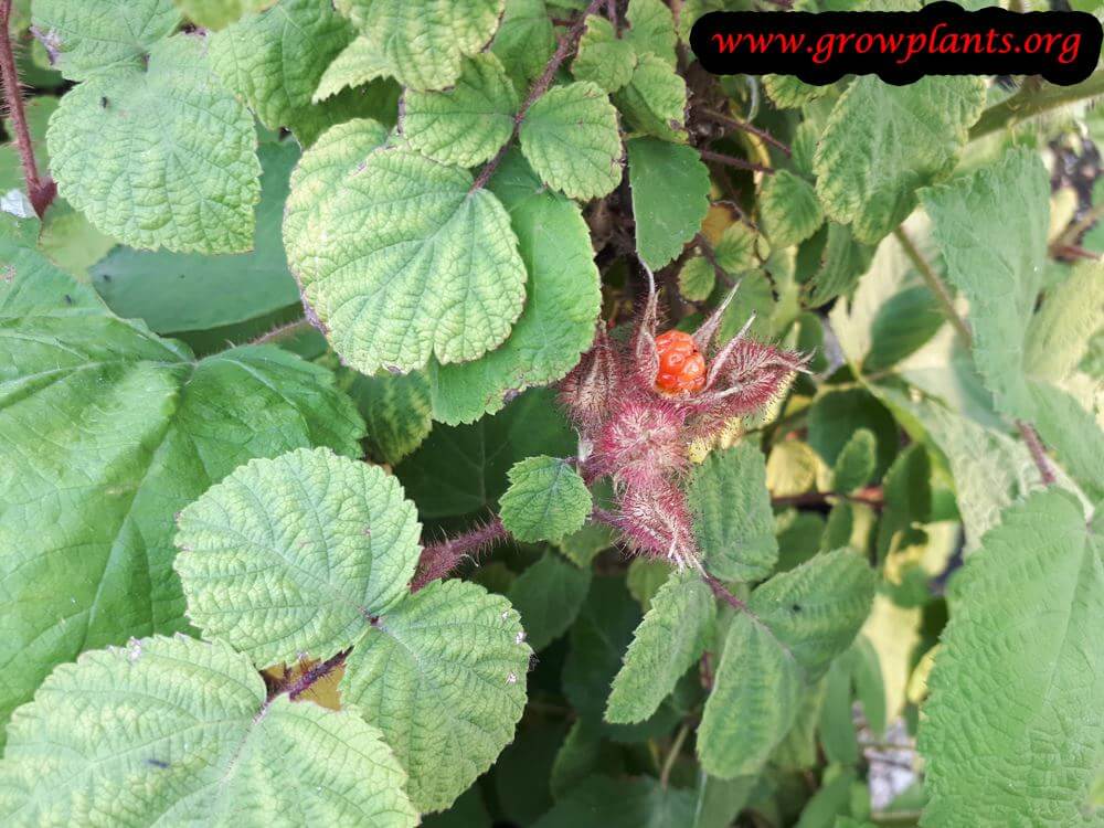 Rubus phoenicolasius fruit