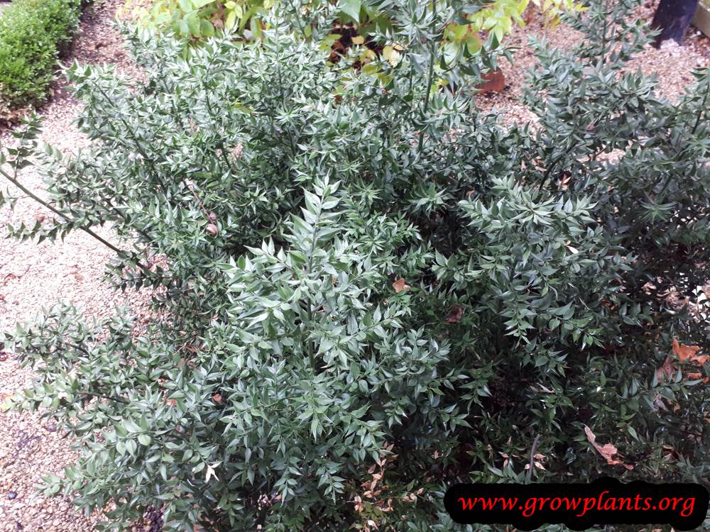 Ruscus aculeatus plant care
